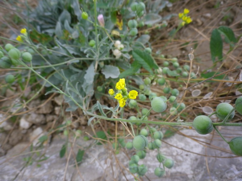 Alyssoides utriculata / Vesicaria maggiore